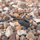 AVID CARP PIOMBO SHOCK LEAD