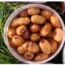 HUNGRY CARP PARTICLES TIGER INNESCO XXL NATURALE