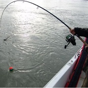 Tutte le canne siluro o pesca pesante